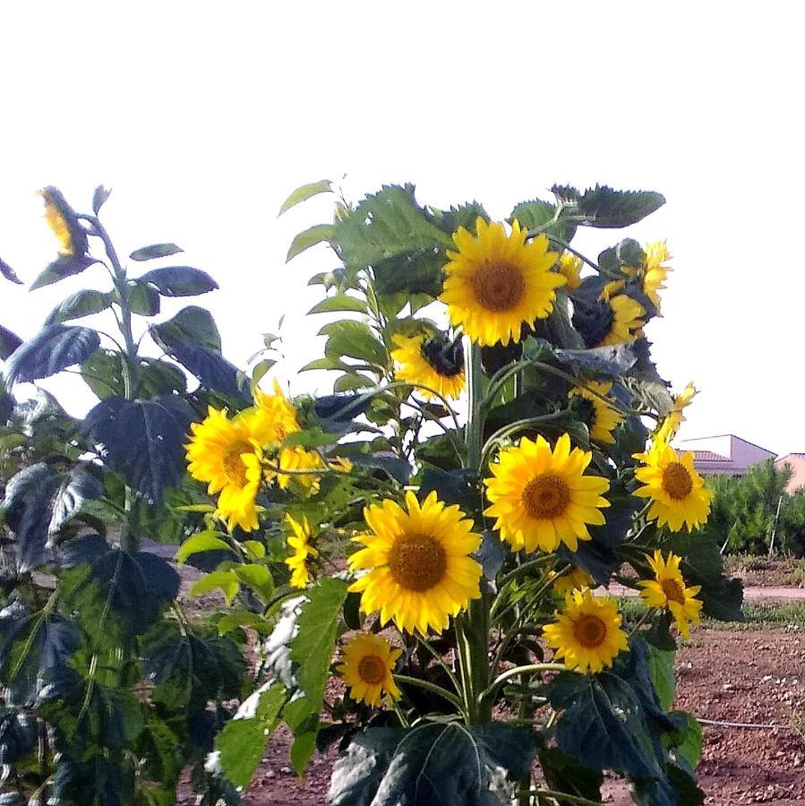 Agriturismo S'Incant'E Sinis San Salvatore  Экстерьер фото